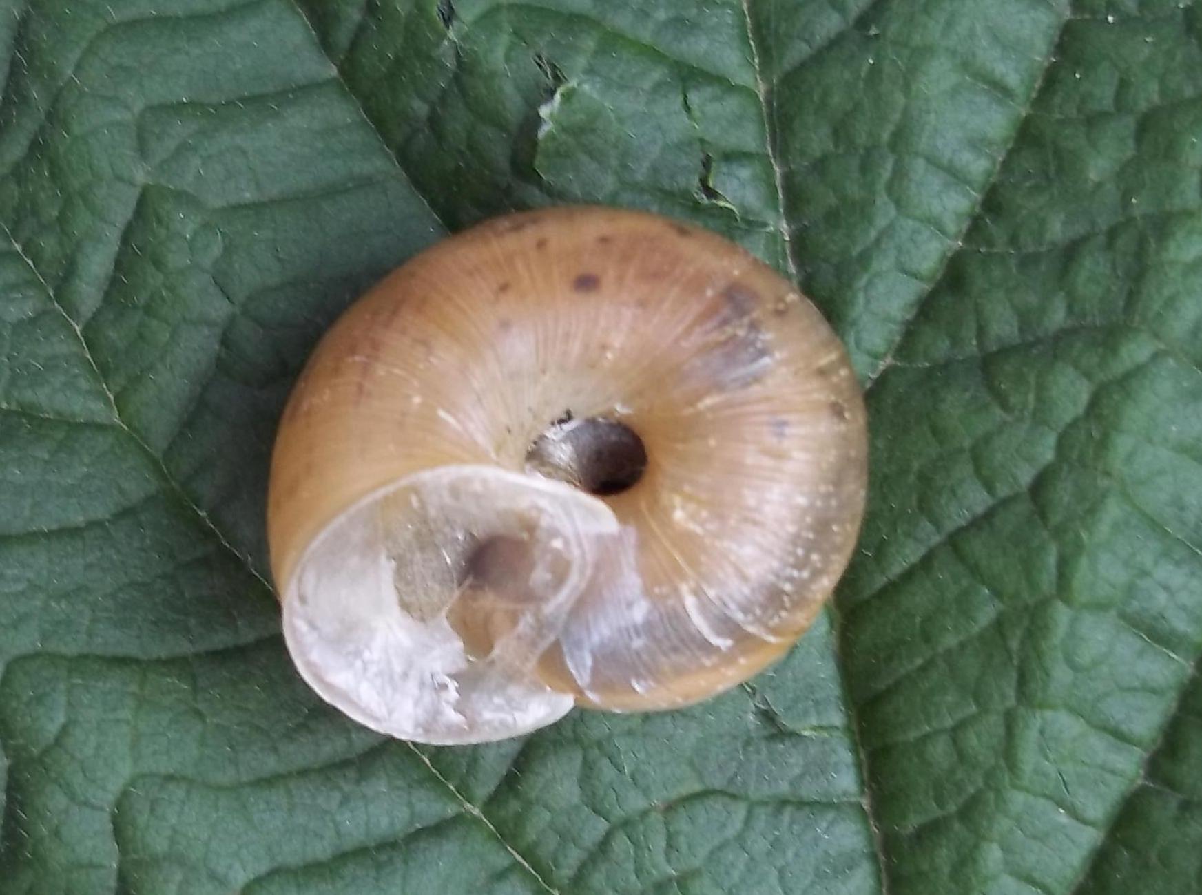 Euomphalia strigella ed Oxychilus sp. CDF 3